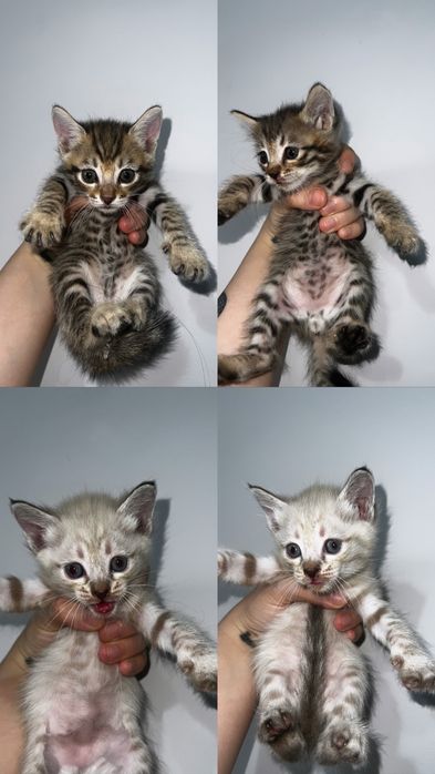Котята красивые