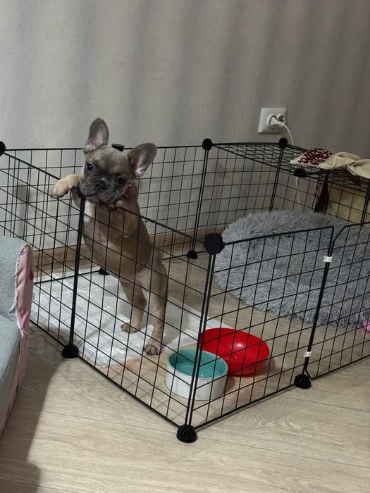 Французский бульдог девочка