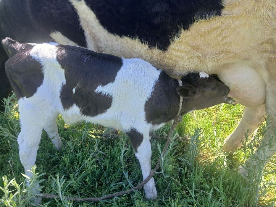 Sigir sotiladi Ona bola simental egizak bolasi gunajin buqacha