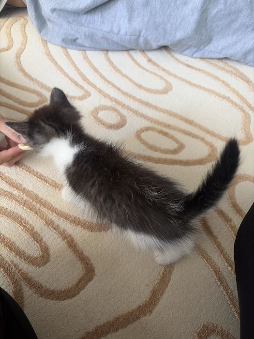 Продается маленький котенок, девочка