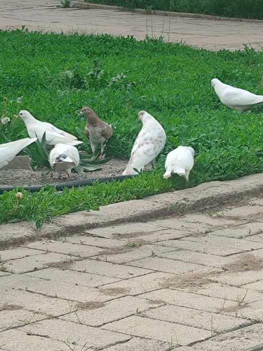 Продам голуби белые.