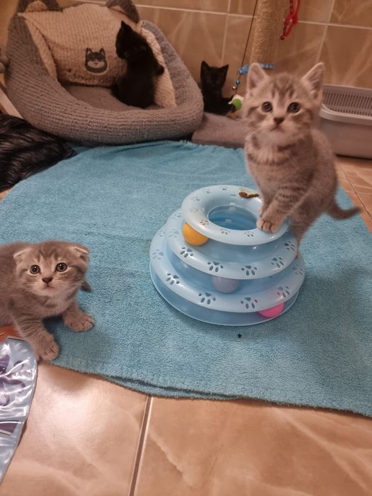 Котята  скоттиш страйт и фолд.