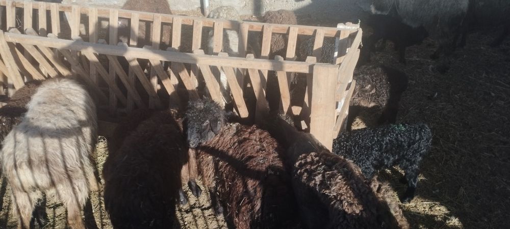 Продам матки с ягнятами