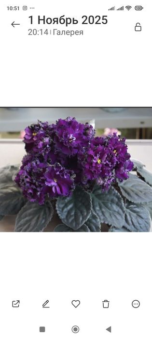 Детки сортовых фиалок.