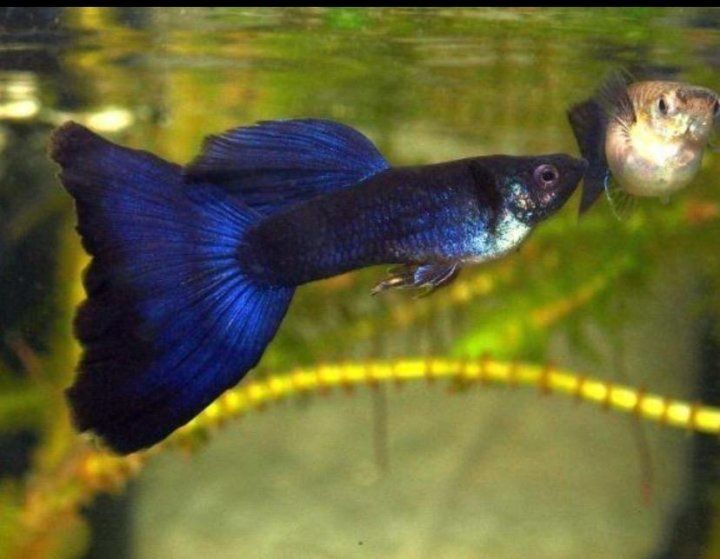 Гуппи Московский синий