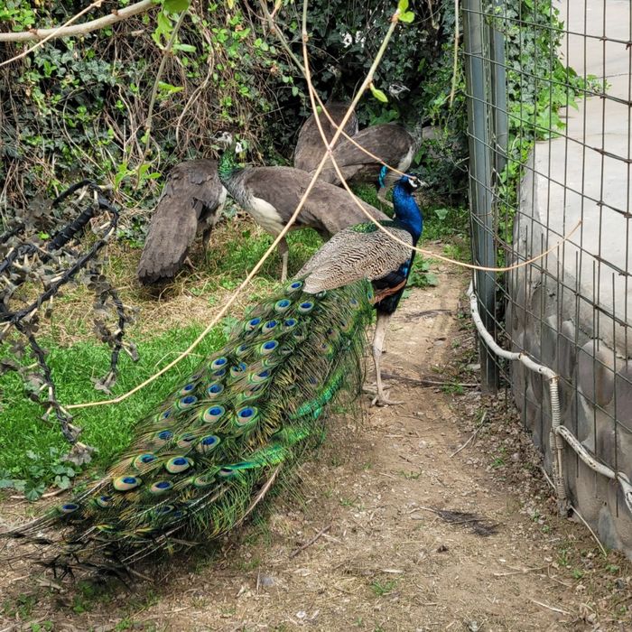 Продаються павлины