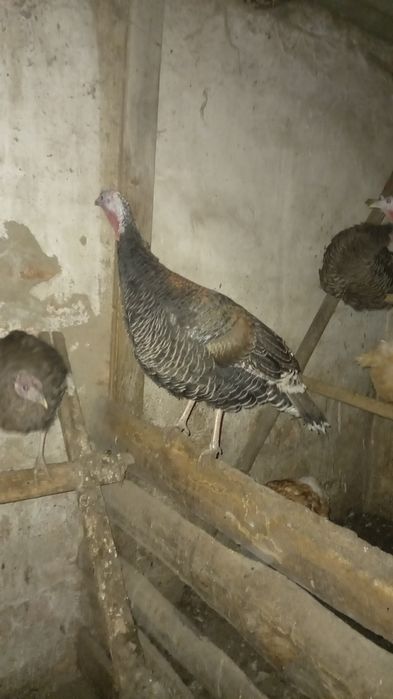 Продам индюшек самки
