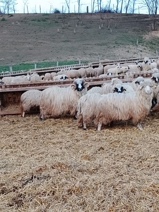 Vând 3 berbeci brezi