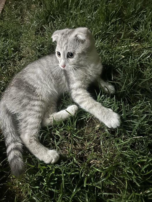 Scottish Fold кошки девочка/мальчик/Scotish fold mushuklar