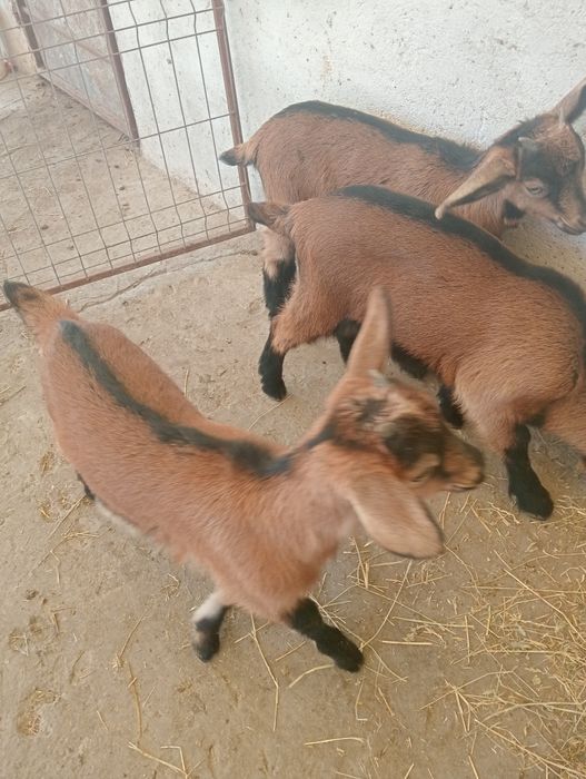 Vând 2 ieduțe și un țap Nr 0769004555