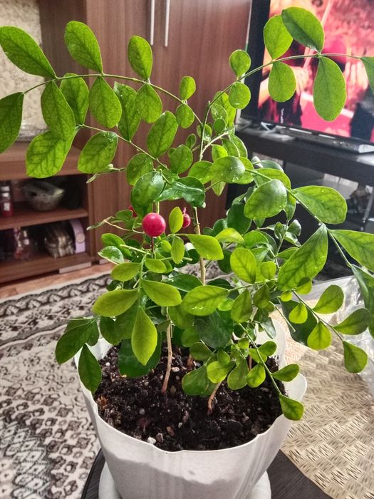 Муррайя метельчатая