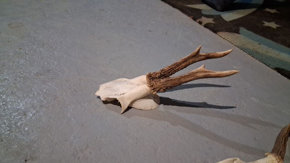 Trofee caprior  50 de lei buc