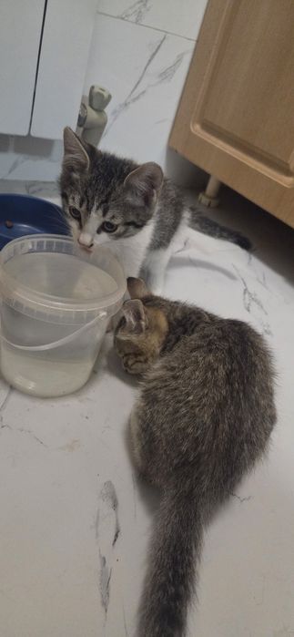 Отдам котят добрые руки