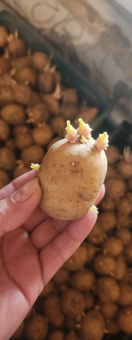 Продам семейной картофель