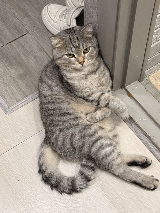 Срочно отдам в хорошие руки кота