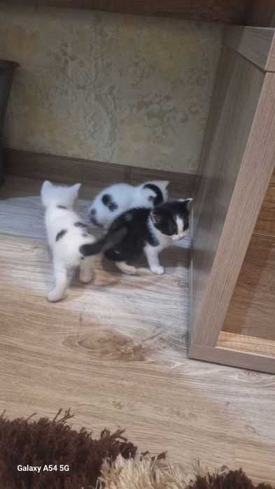 Продаётся КОТЁНКИ!!!