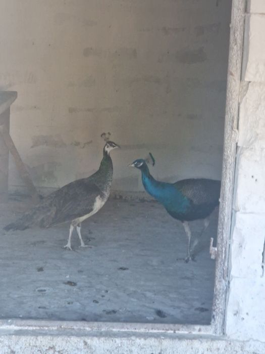 Familie de pauni