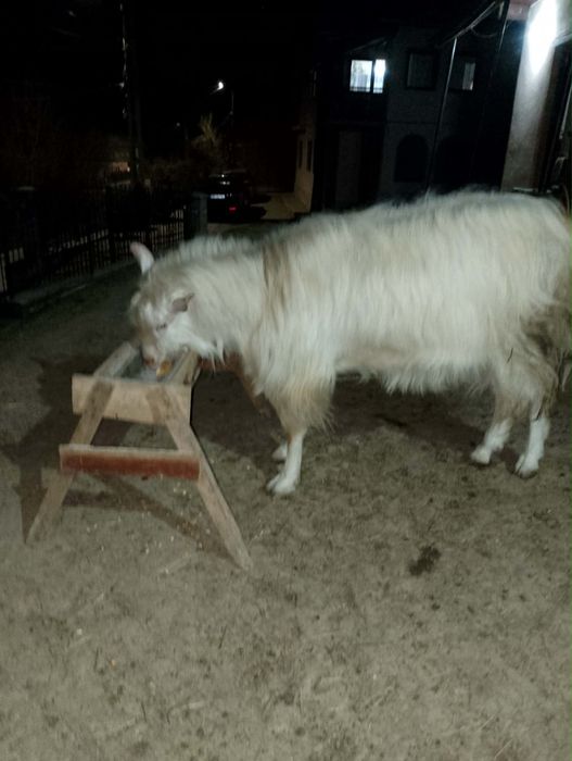 Țap de vânzare, 2 ani, Vișeu de Jos, sănătos și bine întreținut