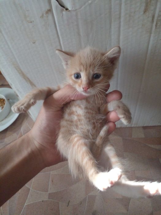 Отдам котят бесплатно