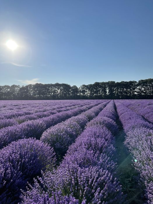 Промоция! Лавандулово масло и Лавандулова вода by Lavender Sea!