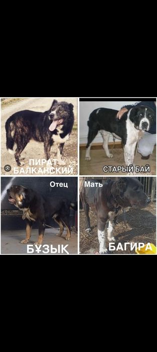 Төбет ургашы кушык