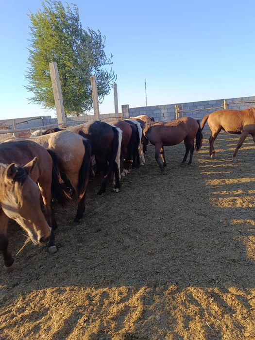 Жылқылар сатылады