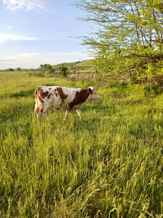 Vând doua vitele de 7-8luni, vaca
