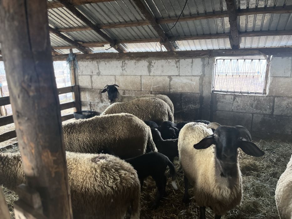 Vand oi fatate carabase cu cap negru de teleorman