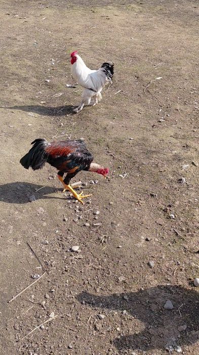 Дакан молодой петух