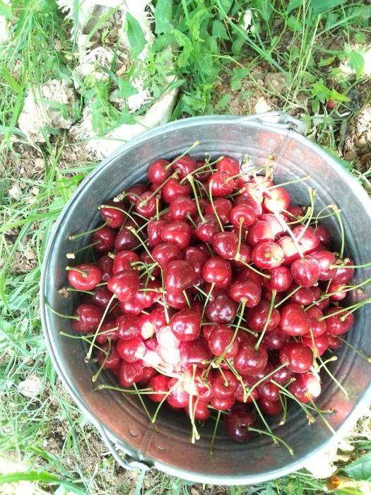 Гилос кучатлари сотилади