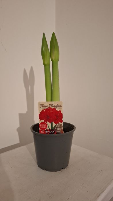 Луковицы амариллиса в горшке