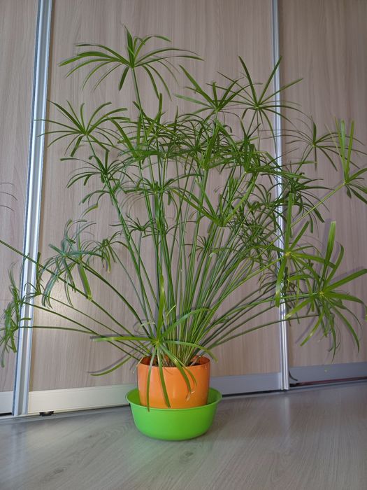 Циперус комнатное растение