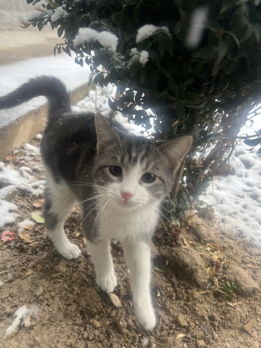 mushuk sotiladi scotish rangi boshqacharoq