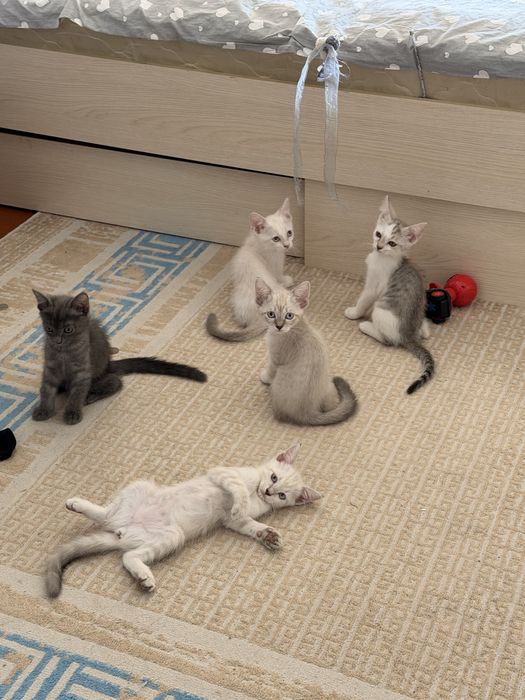 Котята в добрые руки