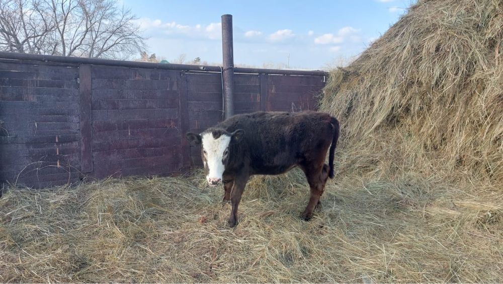 Продам телеочек возраст годовалый