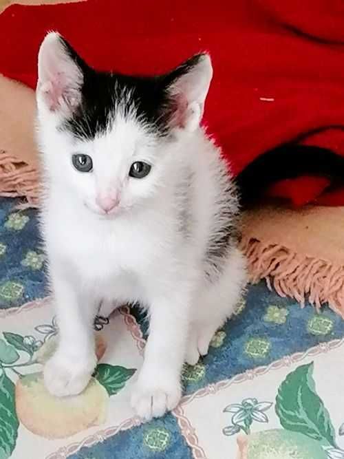 Малък, игрив котарак търси дом