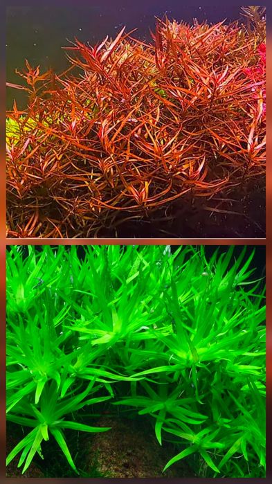 Plante Naturale Acvariu usor de crescut