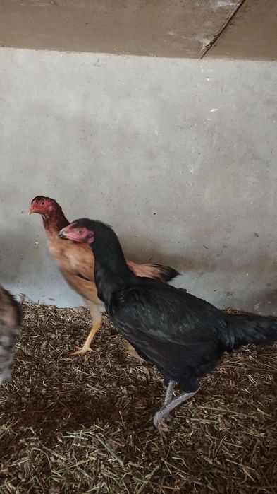 Bobo tovuqlar sotiladi