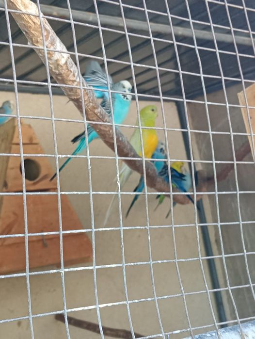 Певчие попугаи .