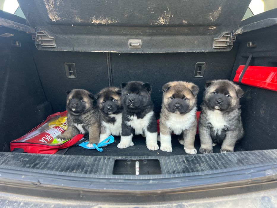 Американска акита