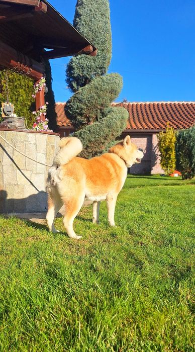 Акита Ину Японска