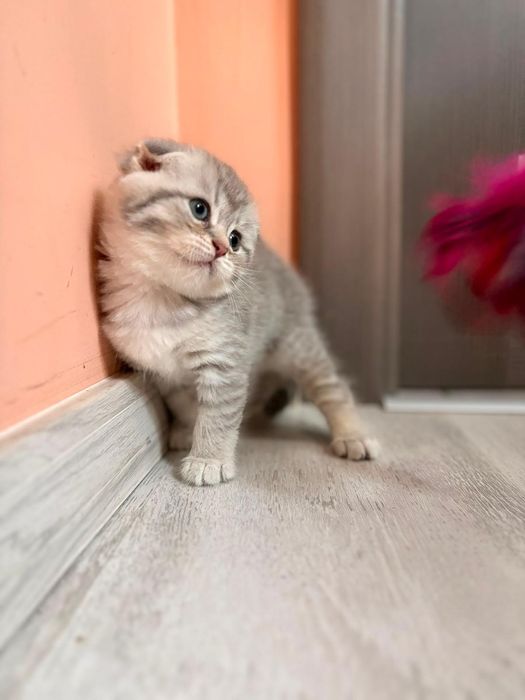 Scottish Fold Chinchilla Felisa