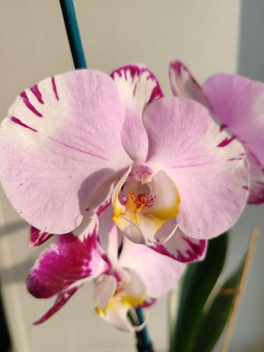 Орхидея фаленопсис