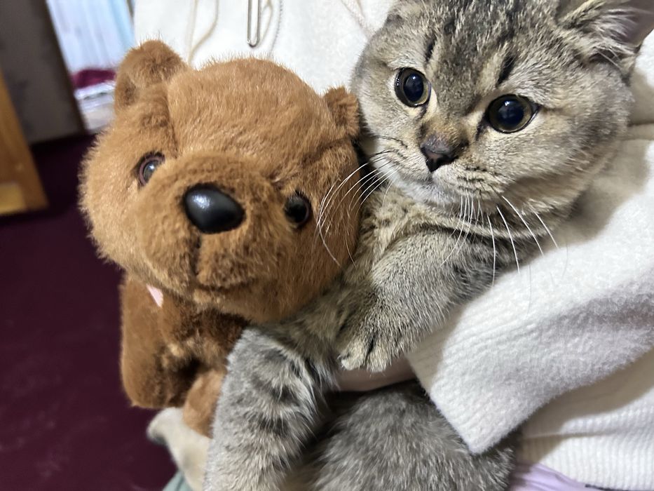 Zotdor mushuk ismi Baris