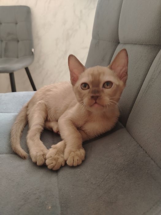 Малыш породы Европейская Бурма.