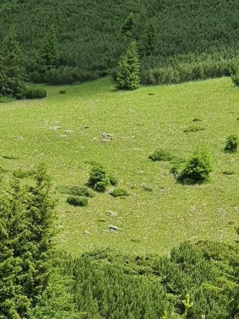 101 HA de teren pasune alpina compacta cu padure si sursa de apa