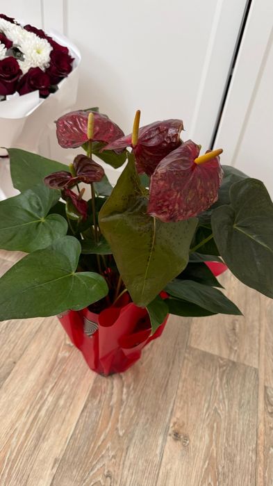 Цветы комнатные растения