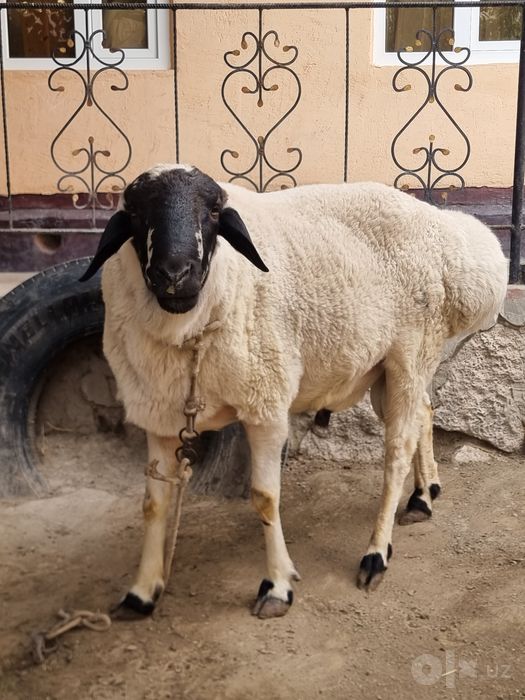 Кучкор сотилади йирик кучкор 8.200 — Каган