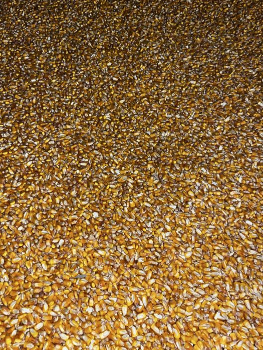 Porumb de vanzare reclota 2025