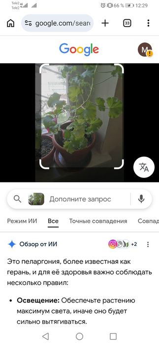 Кустарные розы, розовые.